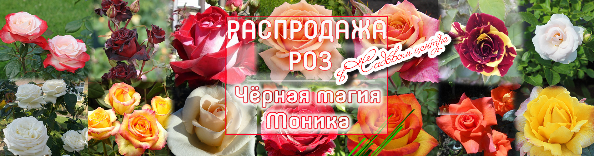 Сезонная акция на саженцы роз