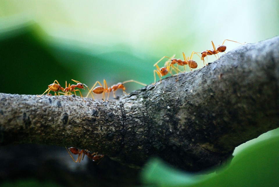 Коротко... как избавиться от муравьев на участке: 5 лучших лайфхаков