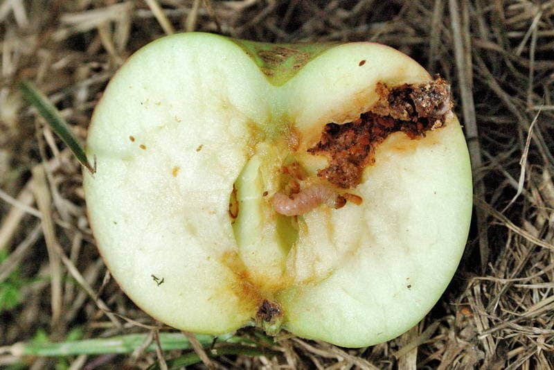 Как спасти яблони от плодоножки?
