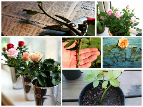 Как вырастить розу из букета у себя дома