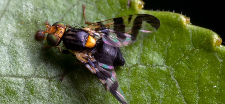 Вишневая муха:незваный гость в вашем саду
