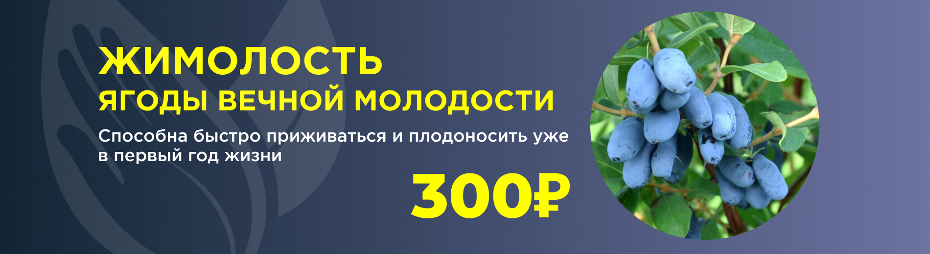 Жимолость