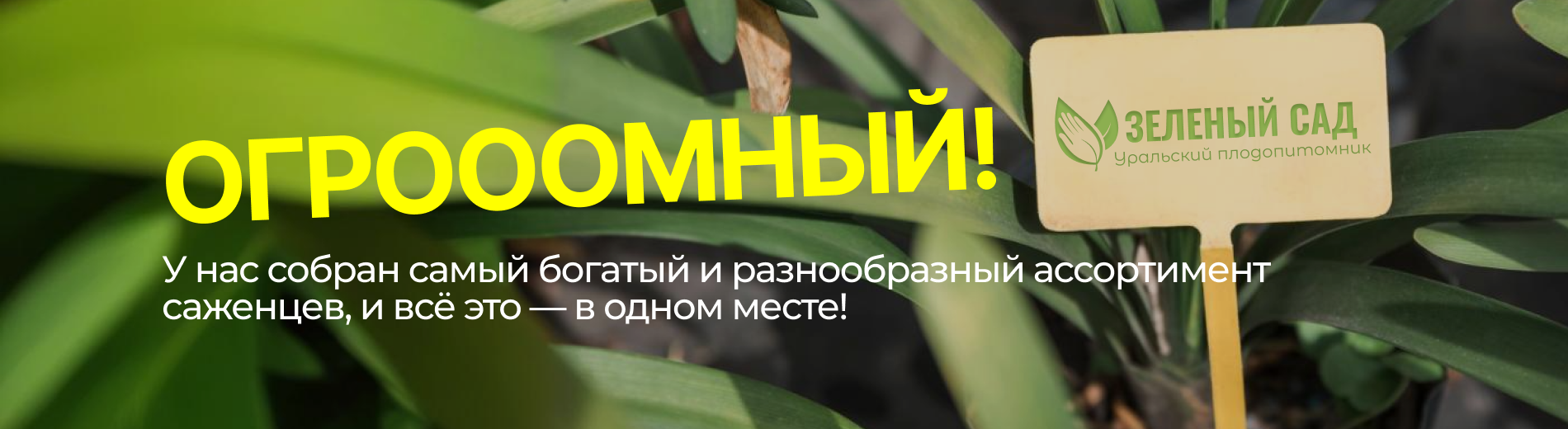 СЦ