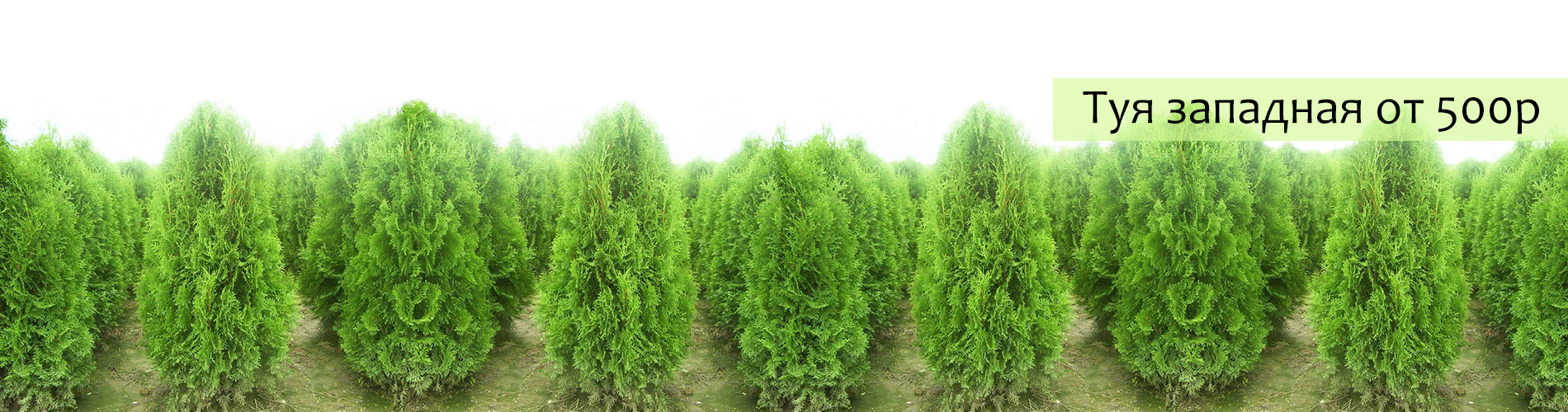 Акция -  Туи на даче