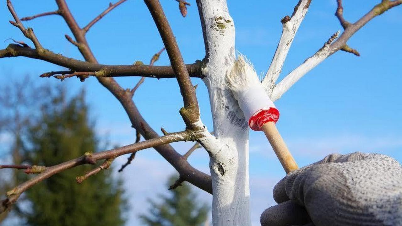 Можно ли стволы деревьев красить. Белить яблоню. Побелка стволов плодовых деревьев весной. Белить деревья. Правильная побелка деревьев.