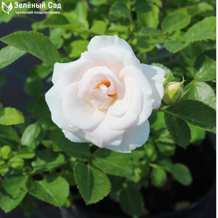 Аспирин Роуз (Aspirin Rose) — Зеленый Сад - Уральский плодопитомник