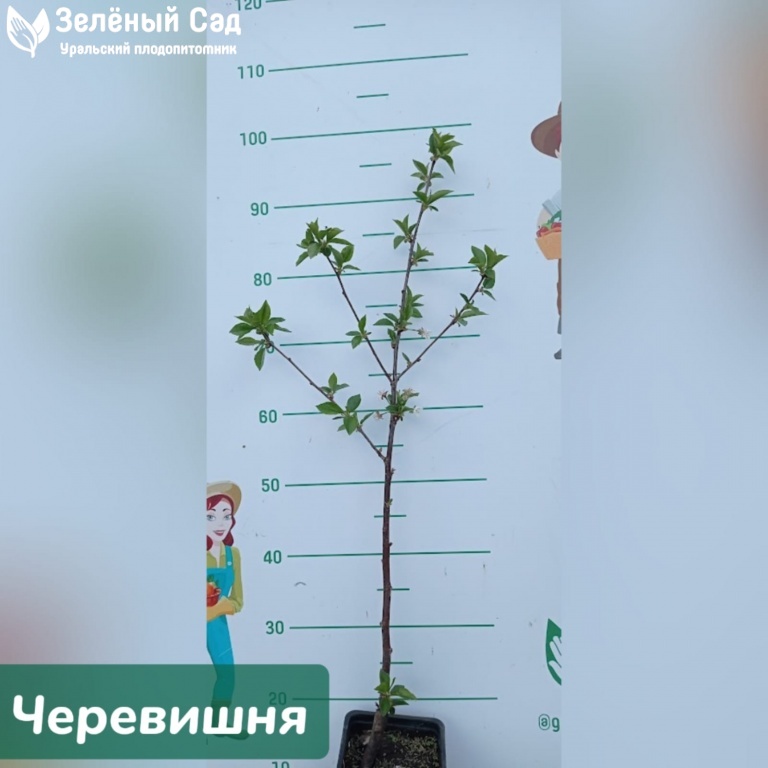 Спартанка — Зеленый Сад - Уральский плодопитомник