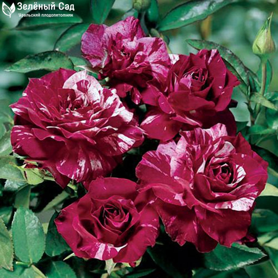 Роза Пурпурный Тигр: особенности и характеристика сорта, правила посадки, выращивания и ухода, отзывы - сайт о садоводстве
