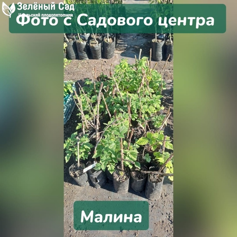 Набор MIX Малина — Зеленый Сад - Уральский плодопитомник