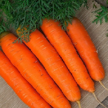 Морковь Детская сладкая