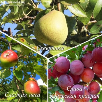 Первоуральская — Зеленый Сад - Уральский плодопитомник