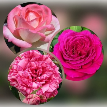 Набор Трио розы (чайно-гибридные)