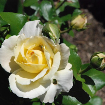 Роза Ла Перла (La Perla)