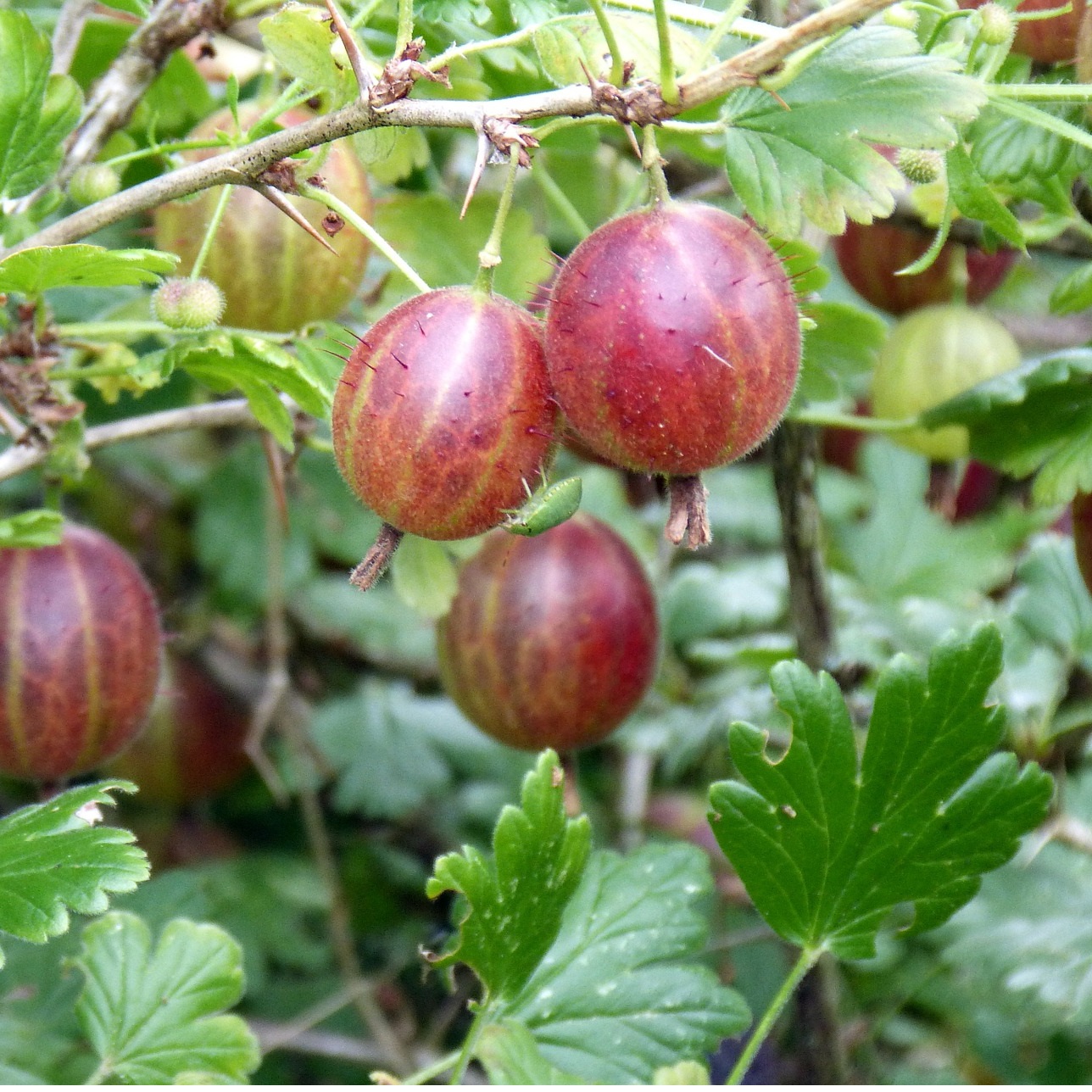 Сеянец Шитакова (cлабая шиповатость)