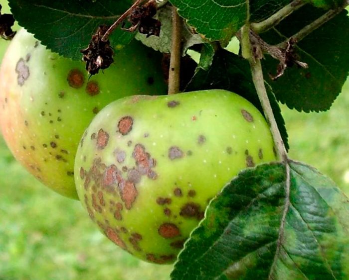 Основные болезни яблони и борьба с ними — Зеленый Сад - Уральскийплодопитомник